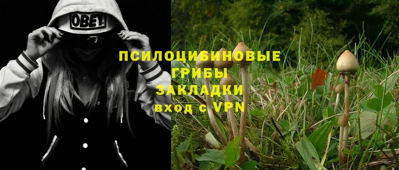 Псилоцибиновые грибы Psilocybe  Заозёрный 